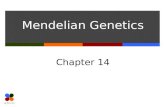 Mendelian Genetics Chapter 14. Slide 2 of 28 Mendel’s Big Ideas  The Law of Segregation  The 2 alleles of a gene separate (segregate) during gamete.