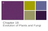 + Chapter 18 Evolution of Plants and Fungi. + Plant Characteristics: Contain chlorophylls a and b and various accessory pigments Store excess carbohydrates.