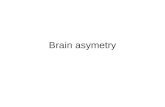 Brain asymetry. Visual pathway Image courtesy of Dr. Paul Wellman V1 (Striate Cortex)