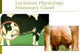 Lactation Physiology Mammary Gland. Prevention  Healthy cows with good immune systems will be able to fight off mastitis infections. Many mastitis pathogens.