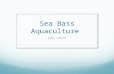 Sea Bass Aquaculture John Lawson. Species of Sea Bass Grown in Aquaculture Lutes calcarifer, Barramundi Dicentrarchus labrax, European Sea Bass Lateolabrax.