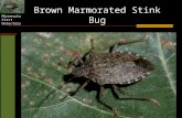 Minnesota First Detectors Brown Marmorated Stink Bug.