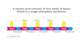 A nucleic acid consists of four kinds of bases linked to a sugar-phosphate backbone. A monomer unit.