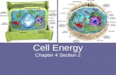 Cell Energy Chapter 4 Section 2. Objectives: Describe photosynthesis and cellular respiration. Compare cellular respiration with fermentation.
