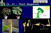 Control of Growth and Responses in Plants 1 Ch. 27 - Plant Responses.