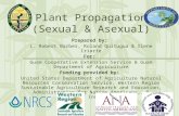 Plant Propagation (Sexual & Asexual) Prepared by: L. Robert Barber, Roland Quitugua & Ilene Iriarte For: Guam Cooperative Extension Service & Guam Department.