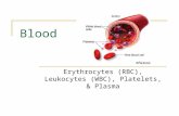 Blood Erythrocytes (RBC), Leukocytes (WBC), Platelets, & Plasma.