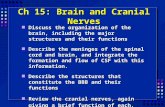 Ch 15: Brain and Cranial Nerves Discuss the organization of the brain, including the major structures and their functions Discuss the organization of the.