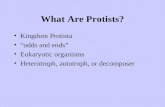 What Are Protists? Kingdom Protista “odds and ends” Eukaryotic organisms Heterotroph, autotroph, or decomposer.