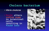 Cholera bacterium Vibrio cholerae Toxin alters sodium pump in intestinal cells resulting in fluid loss.