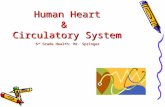 Human Heart & Circulatory System 6 th Grade Health: Mr. Springer.