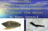 Aquatic Macroinvertebrates & What They Tell Us About the Water By: Bianca, Carnecia & Mark.