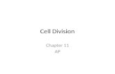Cell Division Chapter 11 AP. Division in Prokaryotes Binary Fission – Lack a nucleus – Circular DNA attached to plasma membrane – At replication site.