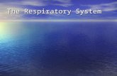 The Respiratory System. General Functions of the System Ventilation (breathing) – the entrance and exit of air into and out of the lungs Ventilation (breathing)