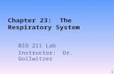 Chapter 23: The Respiratory System BIO 211 Lab Instructor: Dr. Gollwitzer 1.