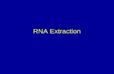 RNA Extraction. Ribonucleic acid Inactivating Cellular RNase Cellular RNases should be inactivated as quickly as possible at the very first stage in.