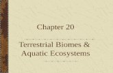 Chapter 20 Terrestrial Biomes & Aquatic Ecosystems.