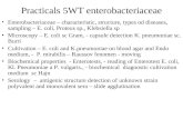 Practicals 5WT enterobacteriaceae Enterobacteriaceae – characteristic, structure, types od diseases, sampling – E. coli, Proteus sp., Klebsiella sp Microscopy.