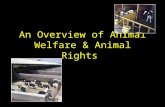 An Overview of Animal Welfare & Animal Rights. Overview Definitions Activists charges How producers can respond to activists views Setting the standards.