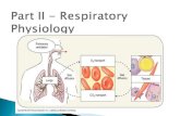 Pulmonary ventilation: air is moved in and out of the lungs  External respiration: gas exchange between blood and alveoli  Respiratory gas transport: