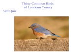 Thirty Common Birds of Loudoun County Self Quiz:.