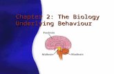Chapter 2: The Biology Underlying Behaviour Copyright © The McGraw-Hill Companies, Inc. Permission required for reproduction or display. The Neuron Nerve.