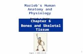 1 Chapter 6 Bones and Skeletal Tissue Lecture 13 Figure: © 1998 A.D.A.M. Software, Inc. Marieb’s Human Anatomy and Physiology Marieb  Hoehn.