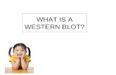 WHAT IS A WESTERN BLOT?. IS THIS A WESTERN BLOT?