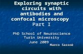 Exploring synaptic circuits with antibodies and confocal microscopy PhD School of Neuroscience Turin University June 2009 Exploring synaptic circuits with.