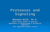 Proteases and Signaling Sherwin Wilk, Ph.D. Mount Sinai School of Medicine Department of Pharmacology & Biological Chemistry Cell Signaling Systems Course.