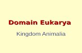 Domain Eukarya Kingdom Animalia. Coelom? Body cavity - space between digestive tract wall and body wall, surrounded by mesoderm cells, location of organs.