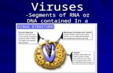 Viruses -Segments of RNA or DNA contained In a protein coat.