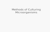 Methods of Culturing Microorganisms. Specimen Collection.