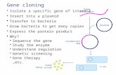Isolate a specific gene of interest  Insert into a plasmid  Transfer to bacteria  Grow bacteria to get many copies  Express the protein product