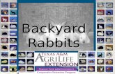 Backyard Rabbits. PURPOSE OF THIS PRESENTATION IS:  To present the concept of “Backyard Basics”  To create an awareness of the possibility of raising.