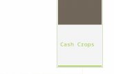 Cash Crops.  Explanation  History  Economics  Activity!