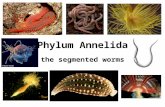 Phylum Annelida the segmented worms. Activities and Assignments Labs –Earthworm behavior (binder) –Earthworm Dissection (binder) Video Med. Uses of Leeches.