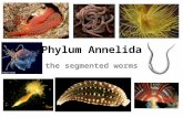 Phylum Annelida the segmented worms. Annelids - segments Animals that have many segments – Include earthworms, leeches and marine polychaetes. Most annelids.