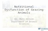 Nutritional Dysfunction of Grazing Animals Dr. Matt Hersom Department of Animal Sciences.