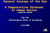 General Anatomy of the Eye & Degenerative Diseases of Human Retina Jennifer Hsieh Psy 159 Physiological Basis of Perception Physiological Basis of Perception1/11/2005.