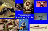 Temperature Relations (Ch. 5). Endothermic Animals.