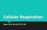 Cellular Respiration Pages: 98 to 103 and 357 to 368.