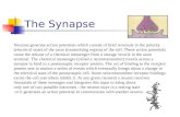 The Synapse Neurons generate action potentials which consist of brief reversals in the polarity (electrical state) of the axon (transmitting region) of.