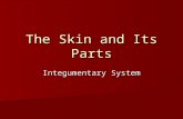 The Skin and Its Parts Integumentary System. A complex association of tissues and cells that play critical roles in maintaining homeostasis. A complex.
