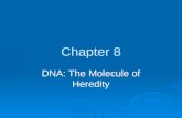 Chapter 8 DNA: The Molecule of Heredity. 8-1 DNA  1928 Frederick Griffith: How does bacteria cause pneumonia? Isolated two strains of pneumonia bacteria.