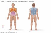 Copyright © 2010 Pearson Education, Inc. Figure 1.7 Regional terms used to designate specific body areas.