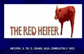 HEIFER 3 TO 5 YEARS OLD COMPLETELY RED. YOUNG KIDS RAISED IN THE TEMPLE COURTS TO SANCTIFY THE PRIEST.