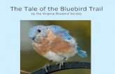The Tale of the Bluebird Trail by the Virginia Bluebird Society.