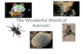 The Wonderful World of Animals!. What is true about ALL animals? They are eukaryotic They are multicellular They are heterotrophs (If they make their.