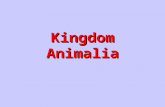 Kingdom Animalia. They are complex, multicellular organisms Their cells have a nucleus and organelles Their cells do not have a cell wall Most of them.